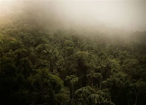  O Encantado: Uma Jornada Mística Através da Floresta Brasileira no Século XI?