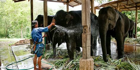  Empowering Elephants: Um Conto Thai do Século X Sobre Lealdade, Perigo e Sabedoria Animal