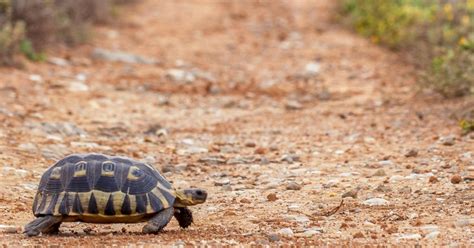  Why Did the Wise Tortoise Cross the Savannah? A South African Tale Filled With Cunning and Wisdom